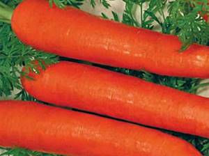 Морковь для сибири лучшие сорта: посадка и уход
