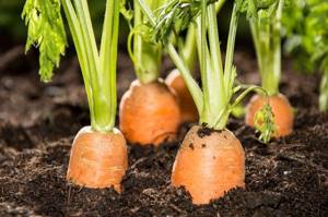 Морковь для сибири лучшие сорта: посадка и уход