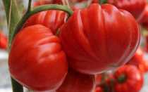 Вредители томатов: описание и фото, как бороться, профилактические обработки