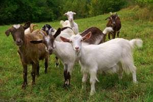 Часть 3. Инфекционные болезни.. Болезни овец и коз