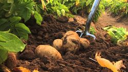 Гербициды для картофеля после всходов довсходовый