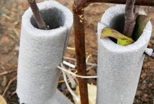 Как укрыть яблони на зиму – готовим деревья к холодам