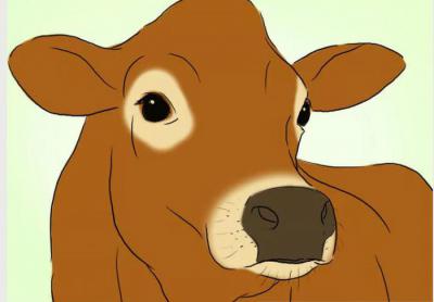 Джерсейская порода коров (30 фото): характеристика быков Джерси и количество молока, которое дают коровы, плюсы и минусы КРС, откорм телят, отзывы