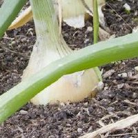 Подкормка лука: чем подкормить озимый и чем удобрять свежепосаженный лук