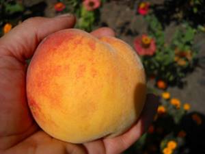 Сорта персиков для краснодарского края с фото и описанием
