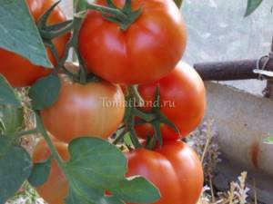 Томат Бобкат: характеристика и описание сорта, урожайность с фото
