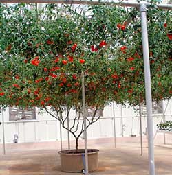 Как выращивать томатное дерево в теплице