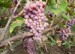 Где выращивают виноград тайфи