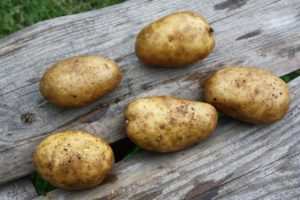 Высокая ботва у картофеля: что делать, хорошо или плохо