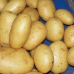 Подготовка картофеля к хранению - Сайт о картофеле