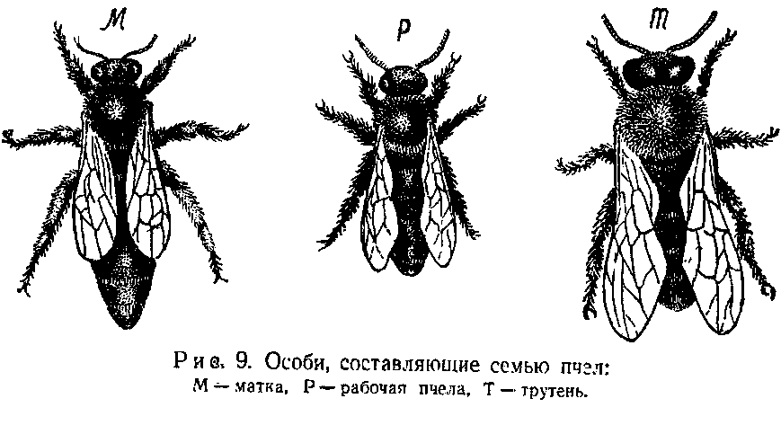 Проект жизнь пчелиной семьи