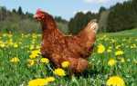 Куриный помет как удобрение для помидор и огурцов: как развести и обработать