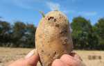 8 опасных вредителей картофеля: борьба с ними, кто ест клубни в земле