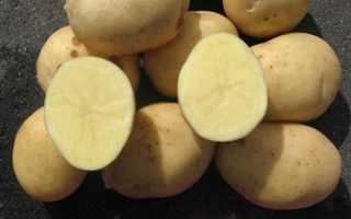 Сорт картофеля Лабадия: фото, отзывы, описание, характеристики