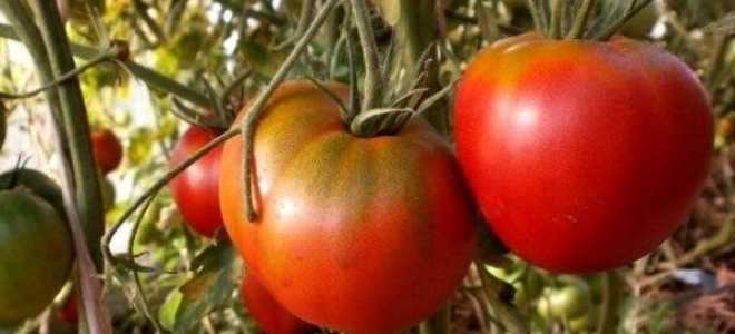 Томат Космонавт Волков: отзывы, фото, урожайность