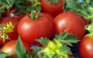 Томат — Анюта F1 — (18 фото): характеристика, описание и урожайность сорта помидоров, отзывы