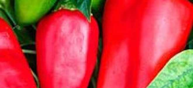 Лучшие ранние сорта перца сладкого для открытого грунта — отечественной и голландсой селекции