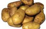 Сорт картофеля Уладар: описание, посадка и уход