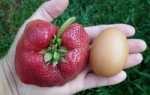 Клубника Цунаки: описание супер крупноплодного сорта, видео отзыв садовода о выращивании с фото