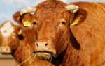 Атония преджелудков у коровы: причины, симптомы и лечение