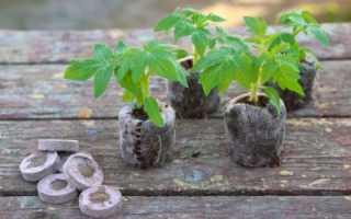 Выращивание рассады помидор в торфяных таблетках: от посева семян в домашних условиях до посадки томатов в землю, инструкция, как можно получить хороший урожай