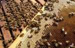 Устройство пчелиной семьи: состав, жизнь и обязанности