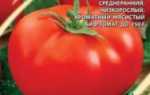 Фото, отзывы, описание, характеристика, урожайность сорта помидора «Толстушка»