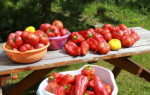 Как вырастить хорошую рассаду томатов и перца в условиях дома: пошаговый алгоритм посева семян, а также как правильно размещать помидоры рядом с другими пасленовыми?