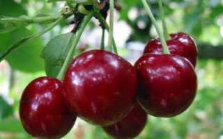 Вишня Уральская рубиновая: фото, описание сорта, отзывы