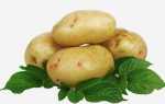 Картофель Скарб: описание сорта, выращивание, отзывы
