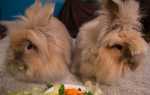 Чем можно кормить декоративного кролика: грубые и сочные корма