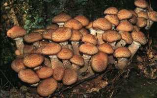 Как отличить ложные опята от настоящих? Основные правила сбора съедобных грибов