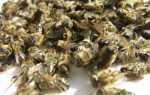 Лечение аденомы простаты пчелиным подмором: плюсы и минусы, рецепты приготовления, а также профилактика заболеваний предстательной железы препаратами из пчел