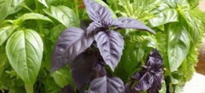 Виды и сорта базилика, описание самых популярных