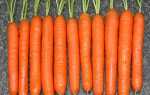 Лучшие сорта моркови для Урала: описание с фото