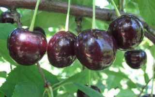 Сорт вишни Россошанская черная: фото, отзывы, описание, характеристики