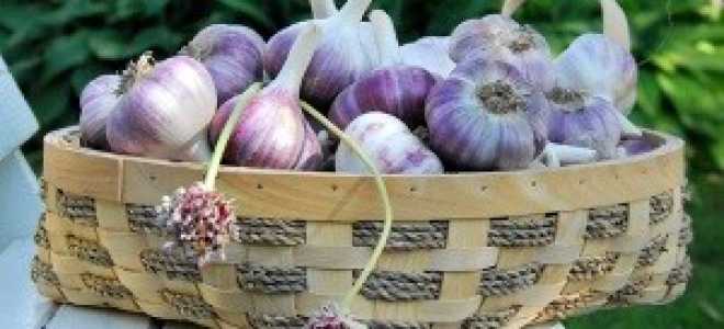 Как сохранить зимний чеснок до весны в условиях квартиры?