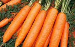 Морковь Абако: особенности, выращивание, уход, отзывы