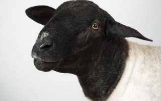 Дорпер — порода овец