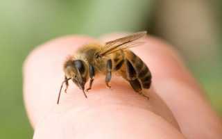 Что делать при укусе пчелы: первая помощь и снятие опухоли в домашних условиях