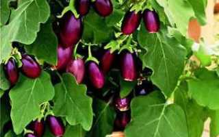 Баклажан – секреты выращивания, популярные сорта, Дачный сезон