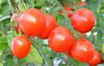 Применение селитры для удобрения томатов