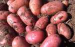 Картофель ред леди: описание сорта, фото, отзывы об урожайности