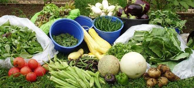 Какой должна быть хорошая земля для грядок: простые рекомендации