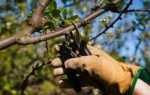 Как правильно обрезать яблоню весной – советы начинающим садоводам, В саду ()