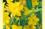 Пчелоопыляемые огурцы: как выбрать урожайный гибрид
