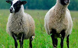 Романовская порода овец: характеристики, содержание и разведение