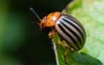 Калаш от колорадского жука: инструкция по применению, отзыв, как разводить