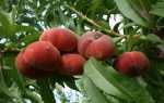 5 лучших сортов инжирного персика: польза и вред, посадка и уход