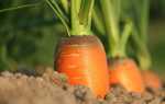 Когда сеять морковь в открытый грунт в 2019 году по лунному календарю